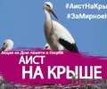 В Тверской области пройдёт патриотическая акция «Аист на крыше»