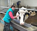 «Все на ферме рады, когда у коровушки здоровый приплод!»