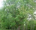 Жителей Тверской области приглашают сфотографировать и представить на конкурс уникальные деревья Верхневолжья