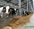 Более 70 хозяйств Тверской области смогут получить поддержку на производство молока, еще 67 предприятий АПК – на проведение агротехнологических работ