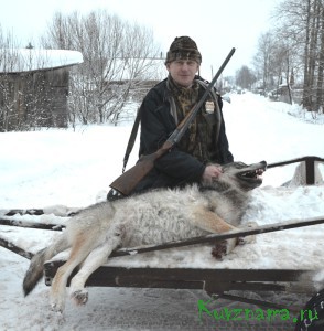 2 февраля силами охотников района была организована облавная охота, и в районе деревни Сидорково было убито два волка