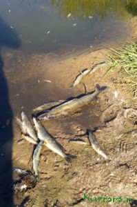 По реке Осуга выявлена гибель рыбы в количестве 16787 штук