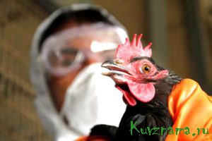 Птичий грипп