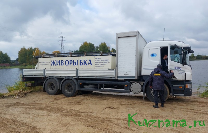 В Тверской области 6 тыс. экземпляров молоди сазана выпустили в Иваньковское водохранилище